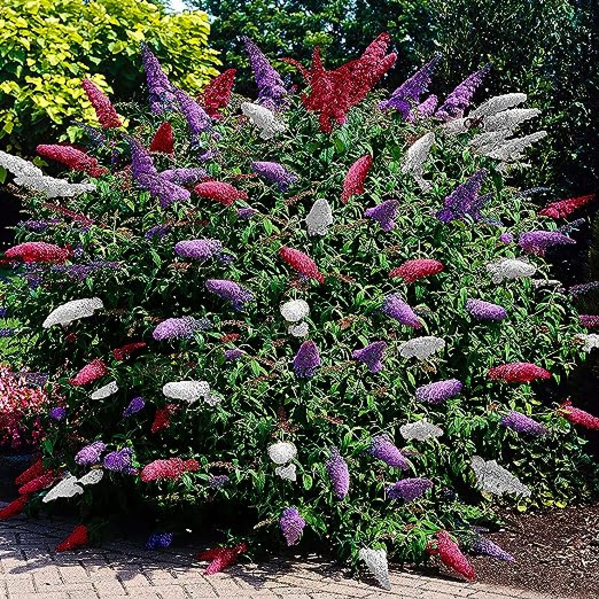 Arbuste à fleurs - ARBRE À PAPILLONS