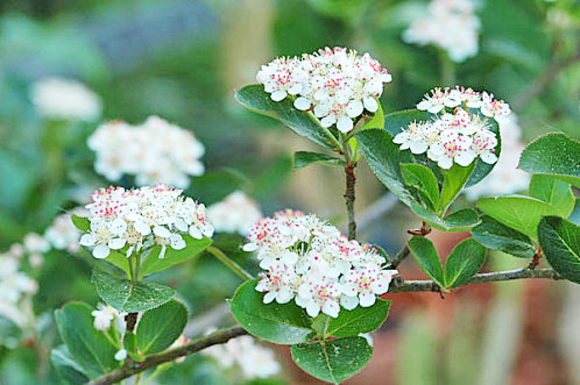 Arbuste à fleurs - ARONIA