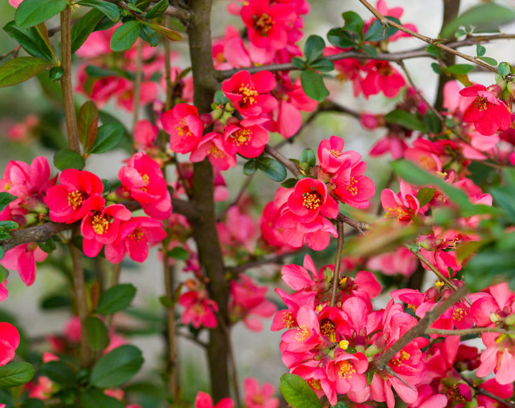 Arbuste à fleurs - COGNASSIER DU JAPON