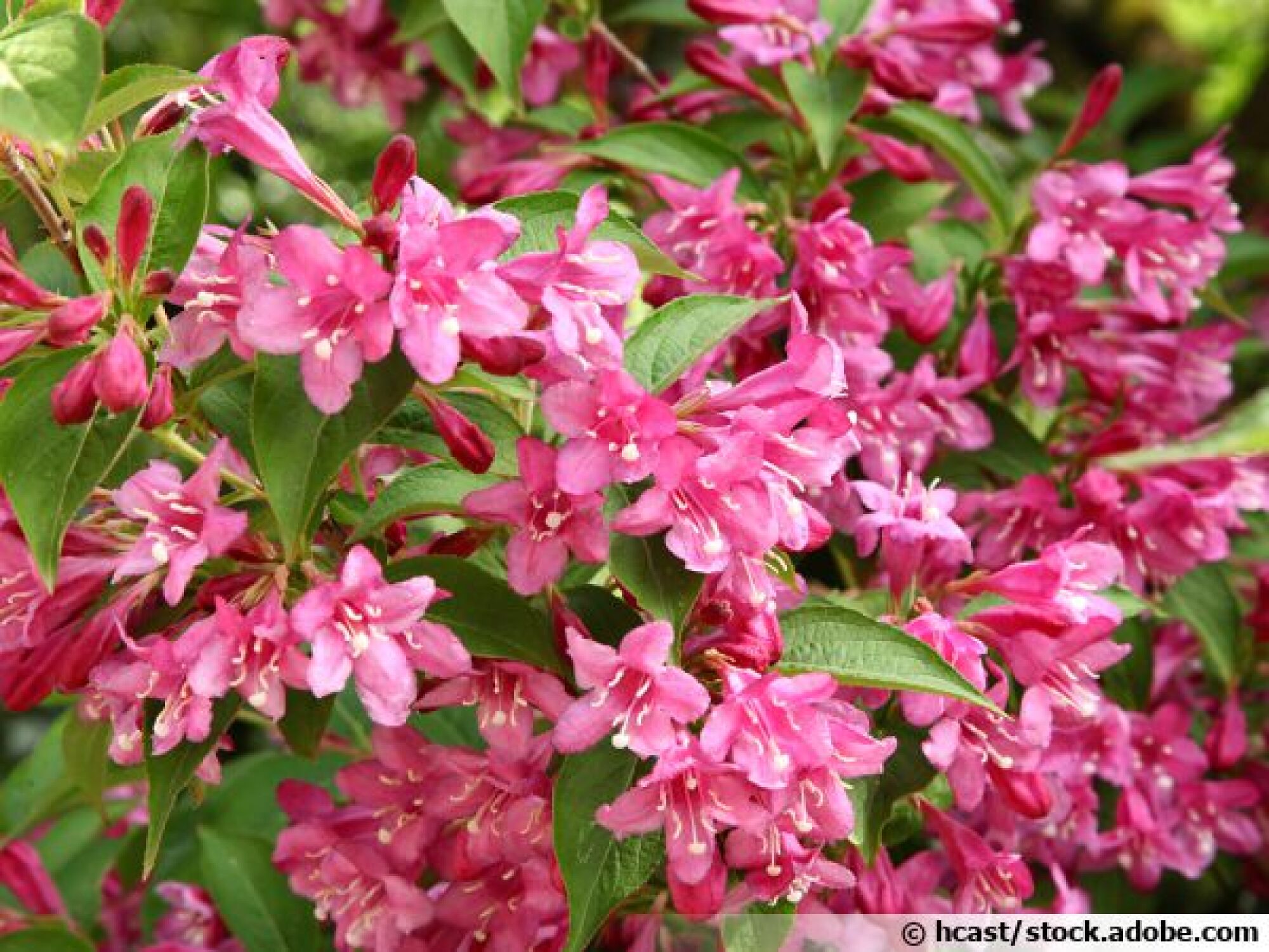 Arbuste à fleurs - WEIGELIA