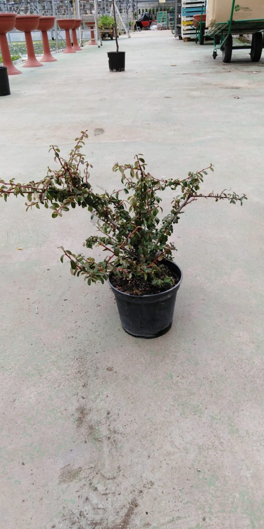 Cotonéaster