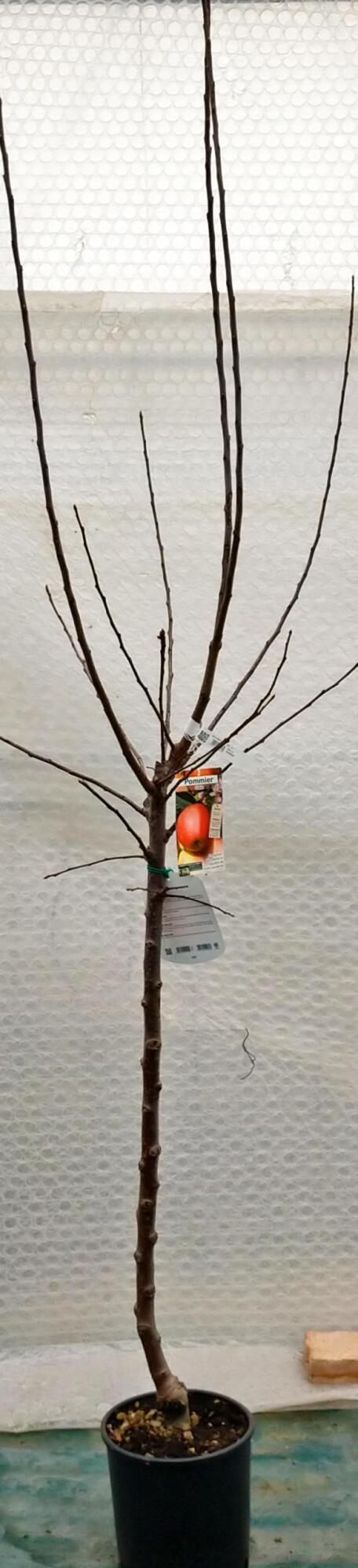 Pommier demi-tige