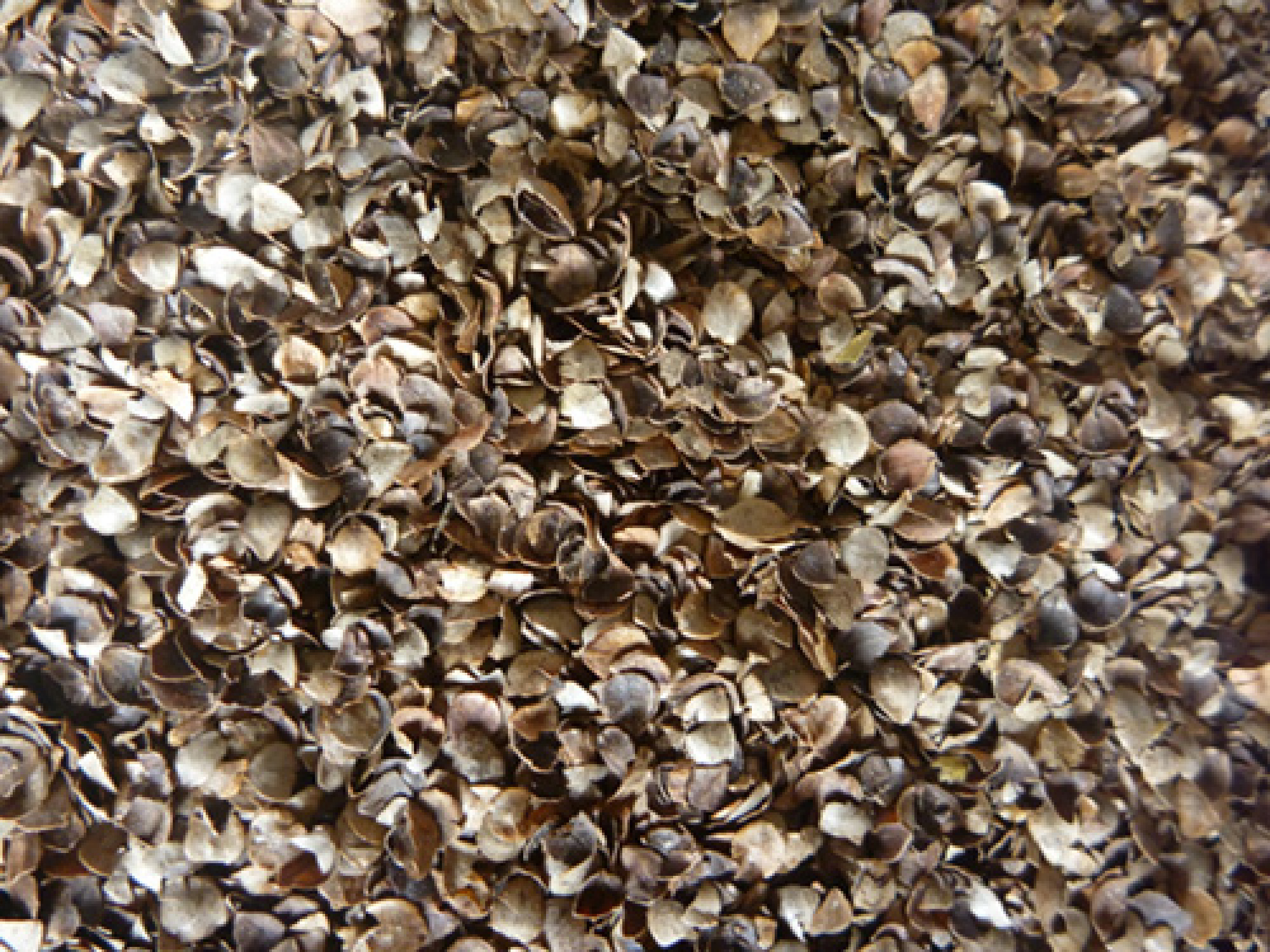 Paillage : cosse de sarrasin