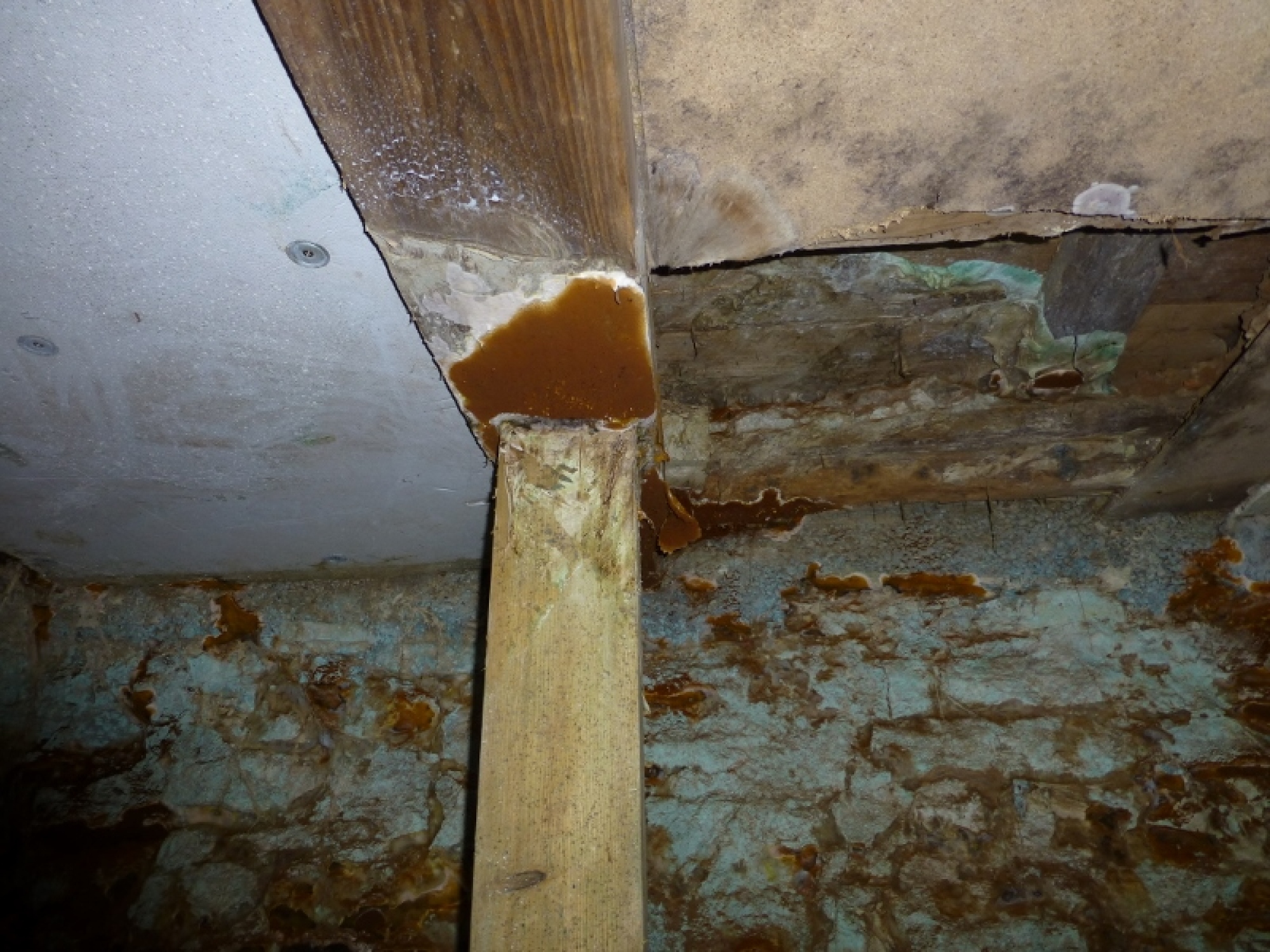 Traitement contre les champignons (mérule) et les moisissures