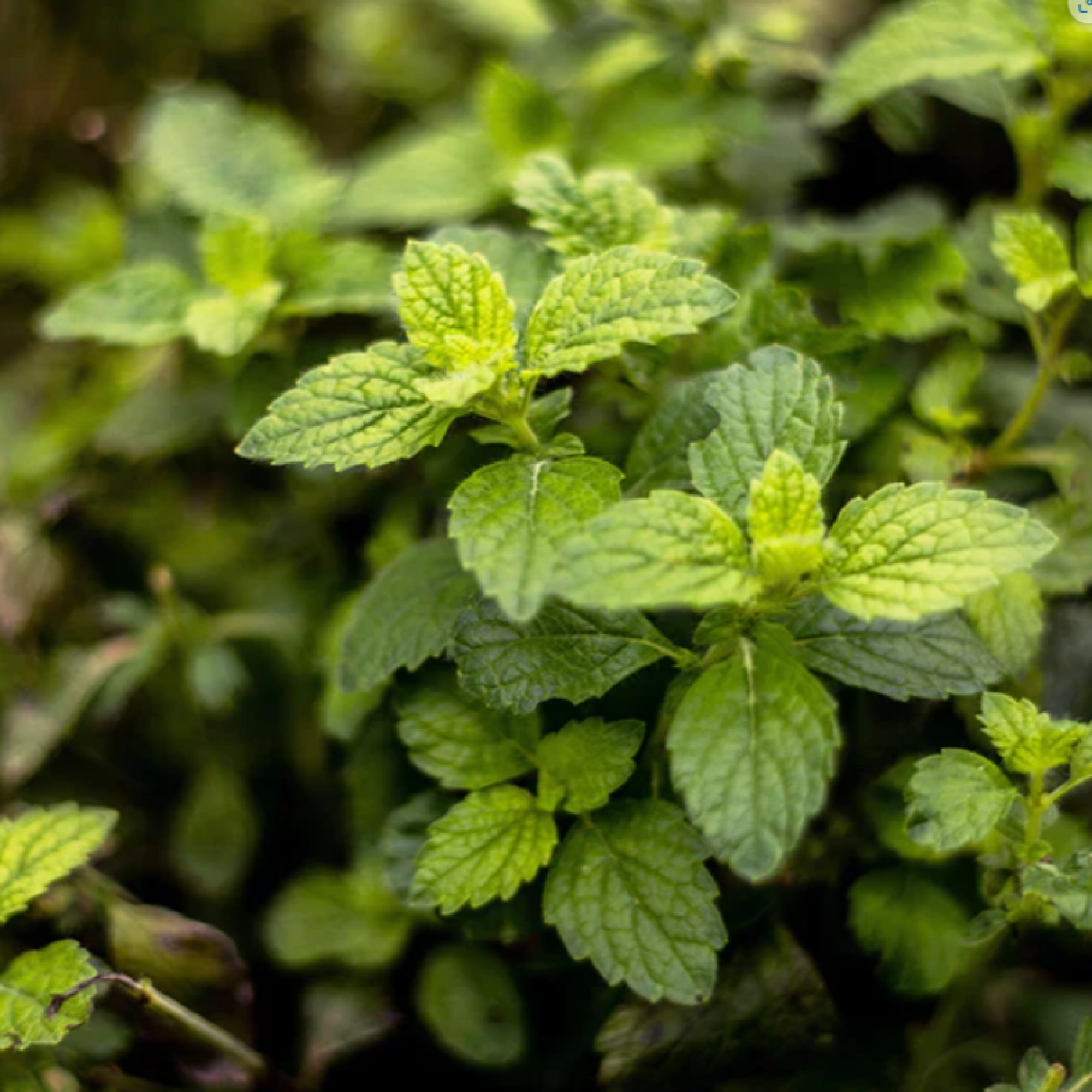 GSil Freeze Gel Surconcentré Articulaire