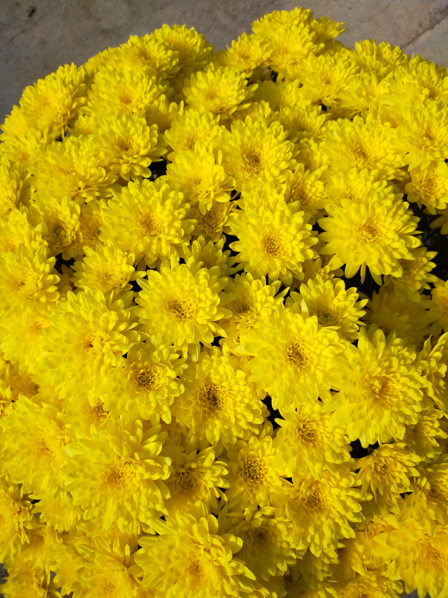 Chrysanthème