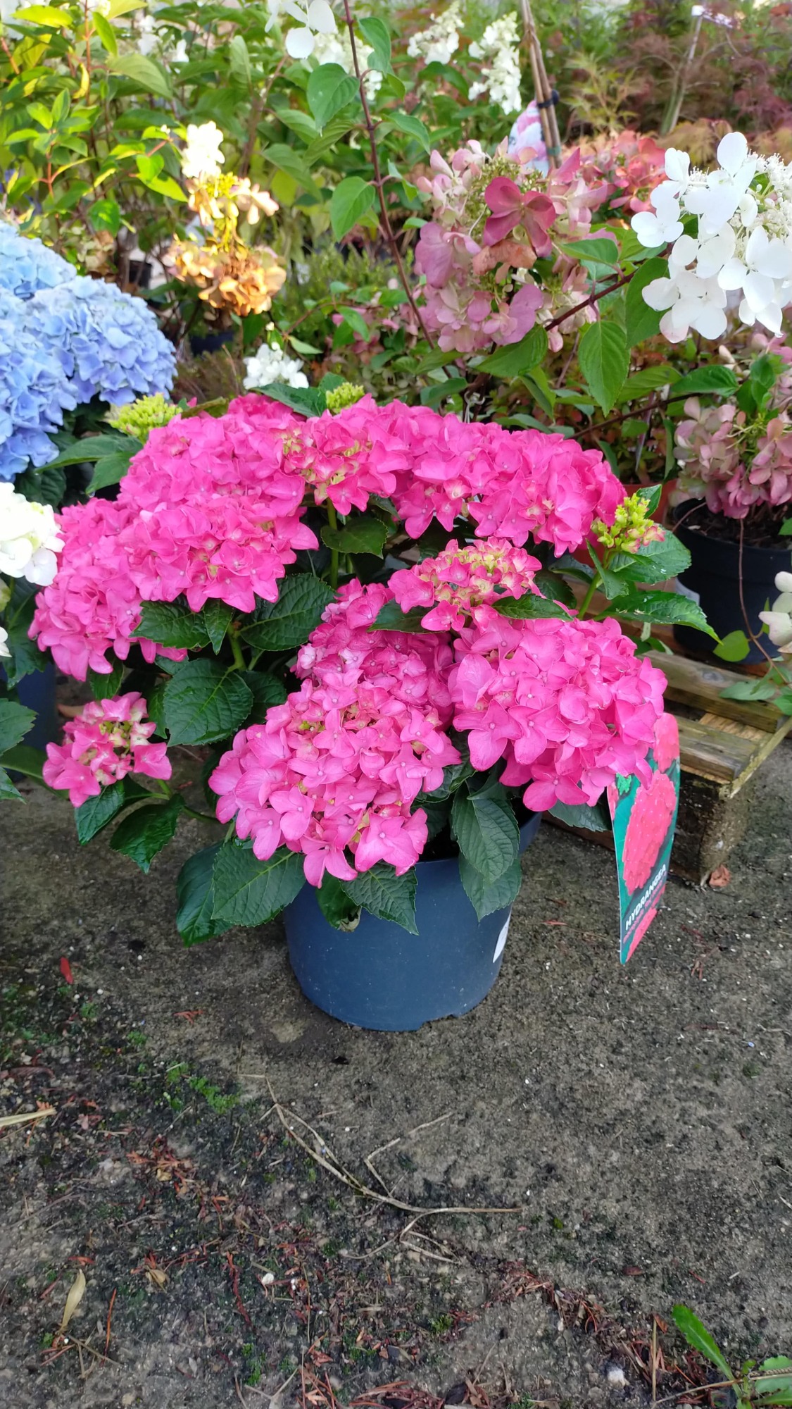 Hortensia