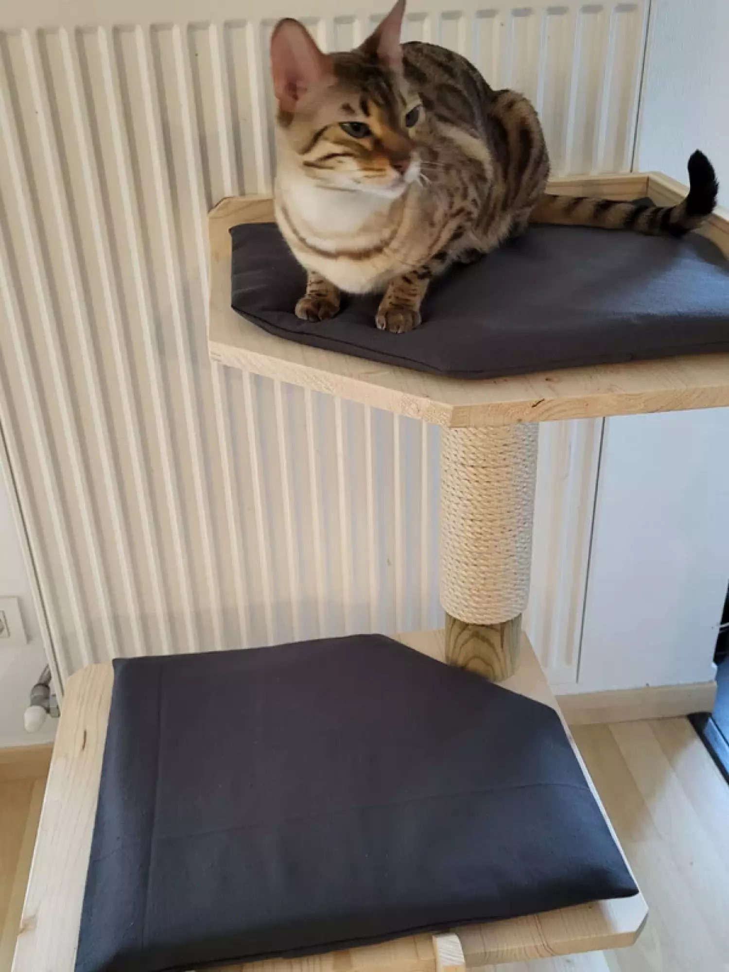 Arbre à chat et son échelle