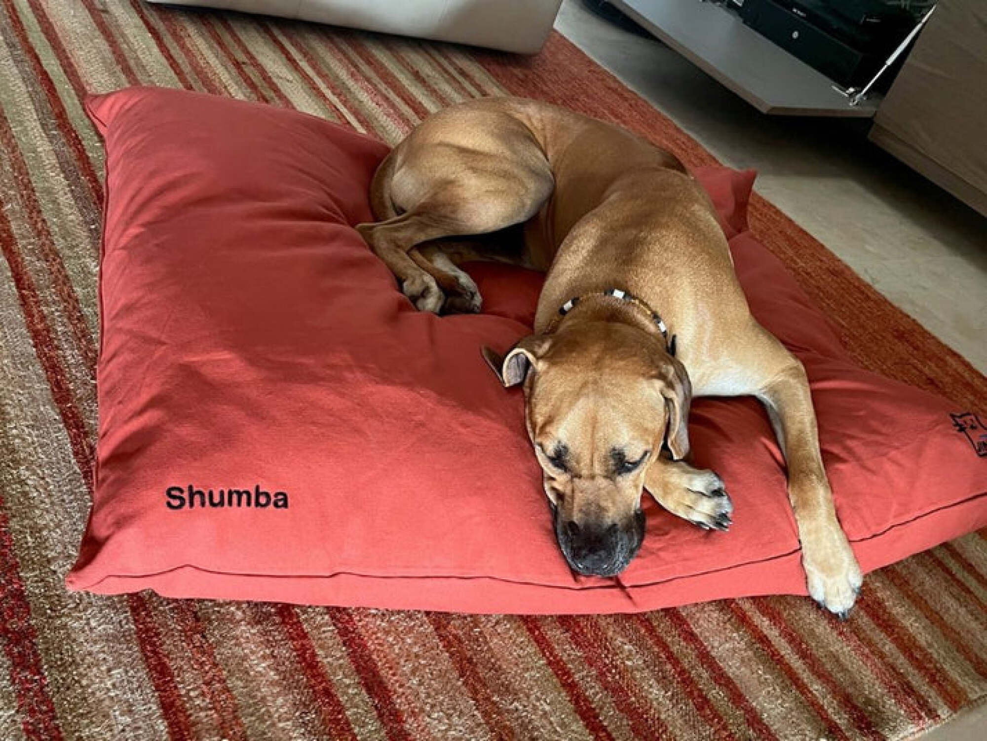 Coussin Lamele Jinnkiss