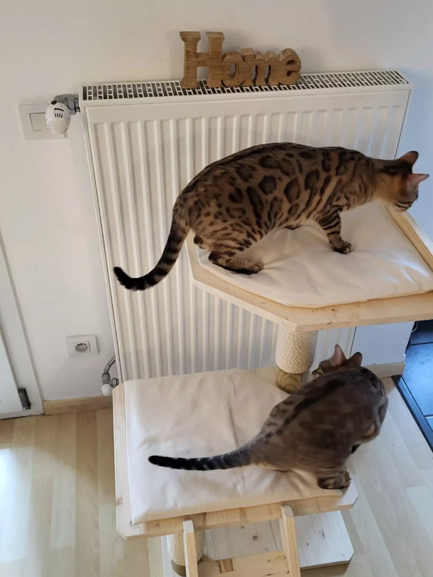 Arbre à chat Jinnkiss