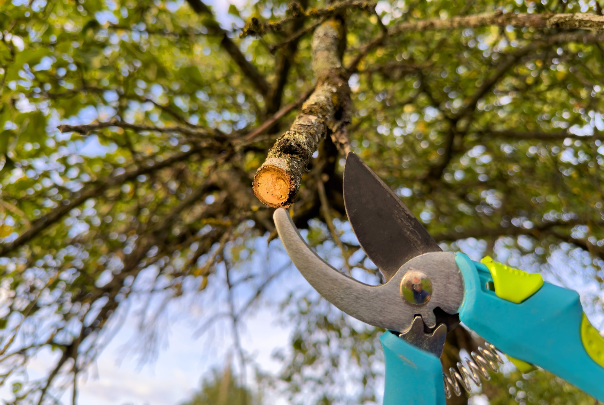 Affûtage de cisailles