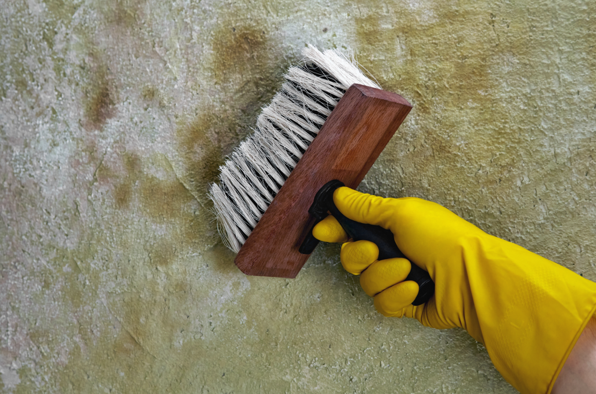 Traitement contre les moisissures