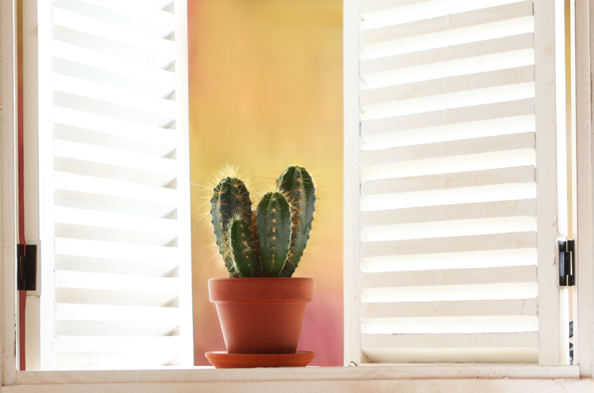 Pose de volets pour fenêtres