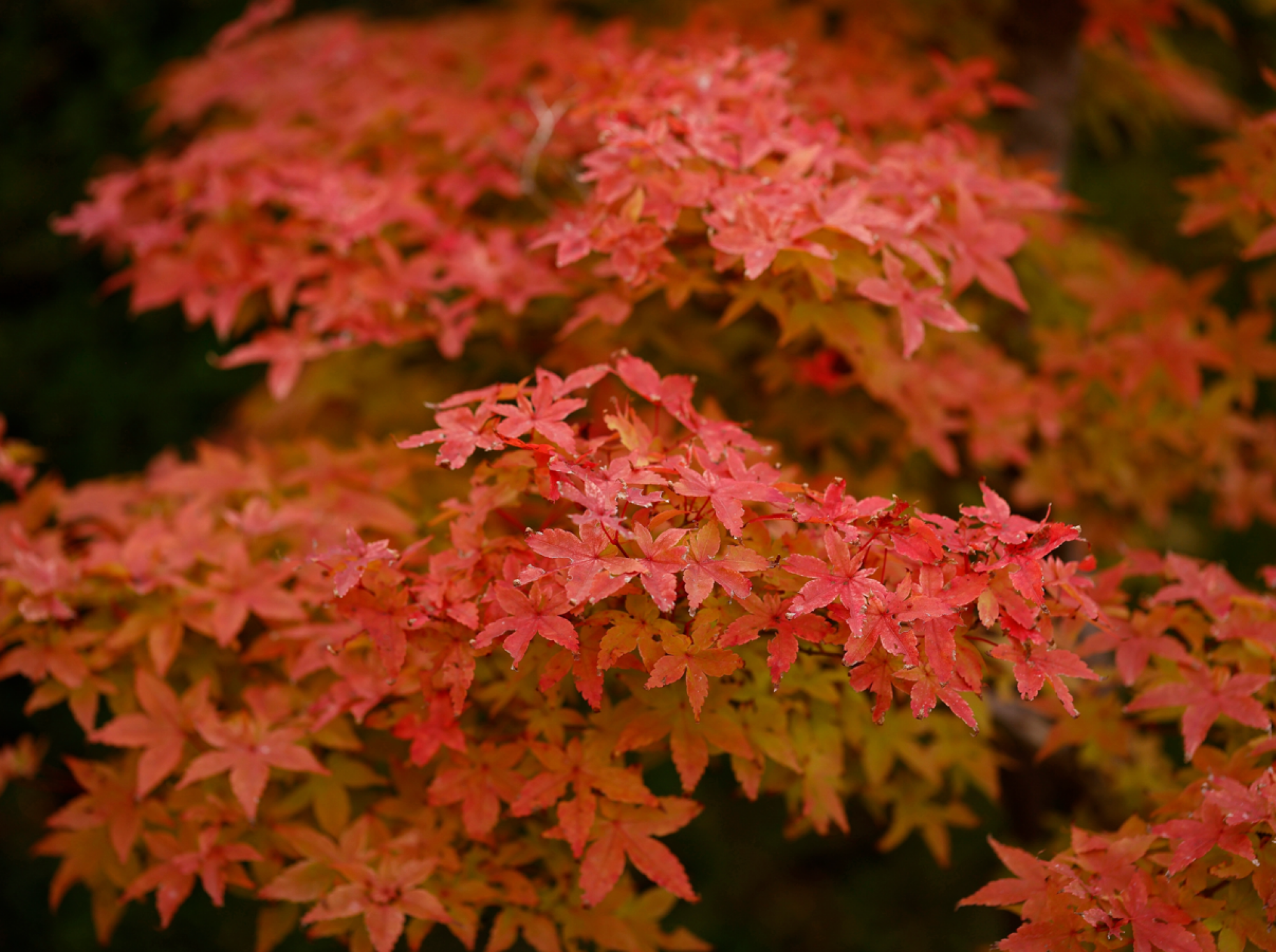 Aide pour l'entretien des érables du Japon