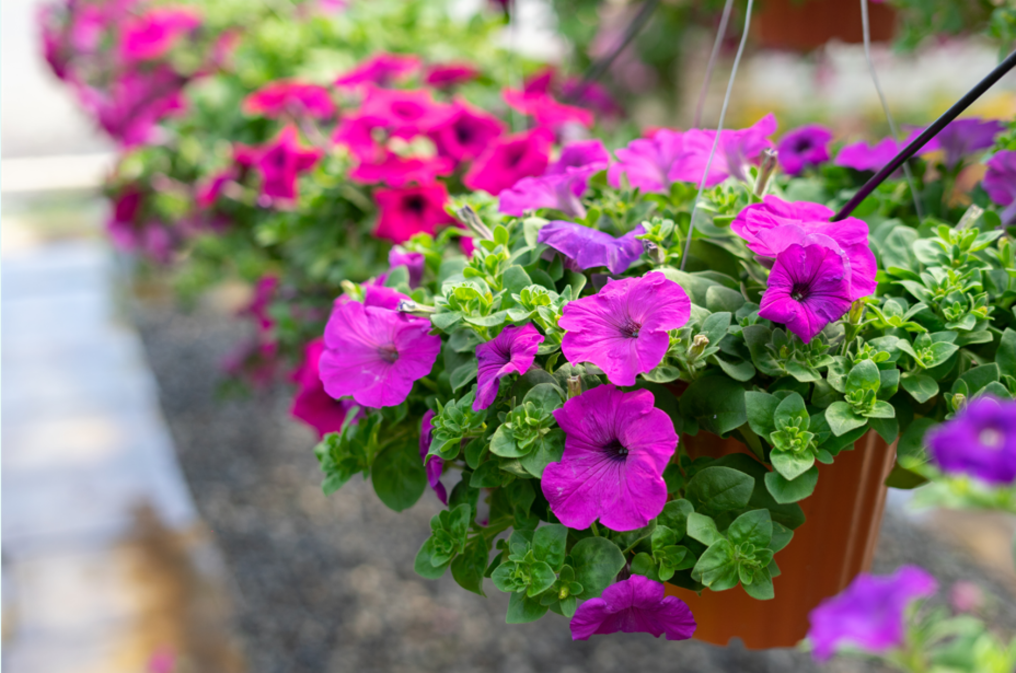 Aménagement de jardins avec suspensions florales