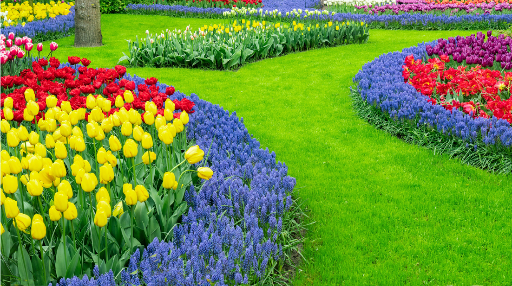 Création de massifs de fleurs