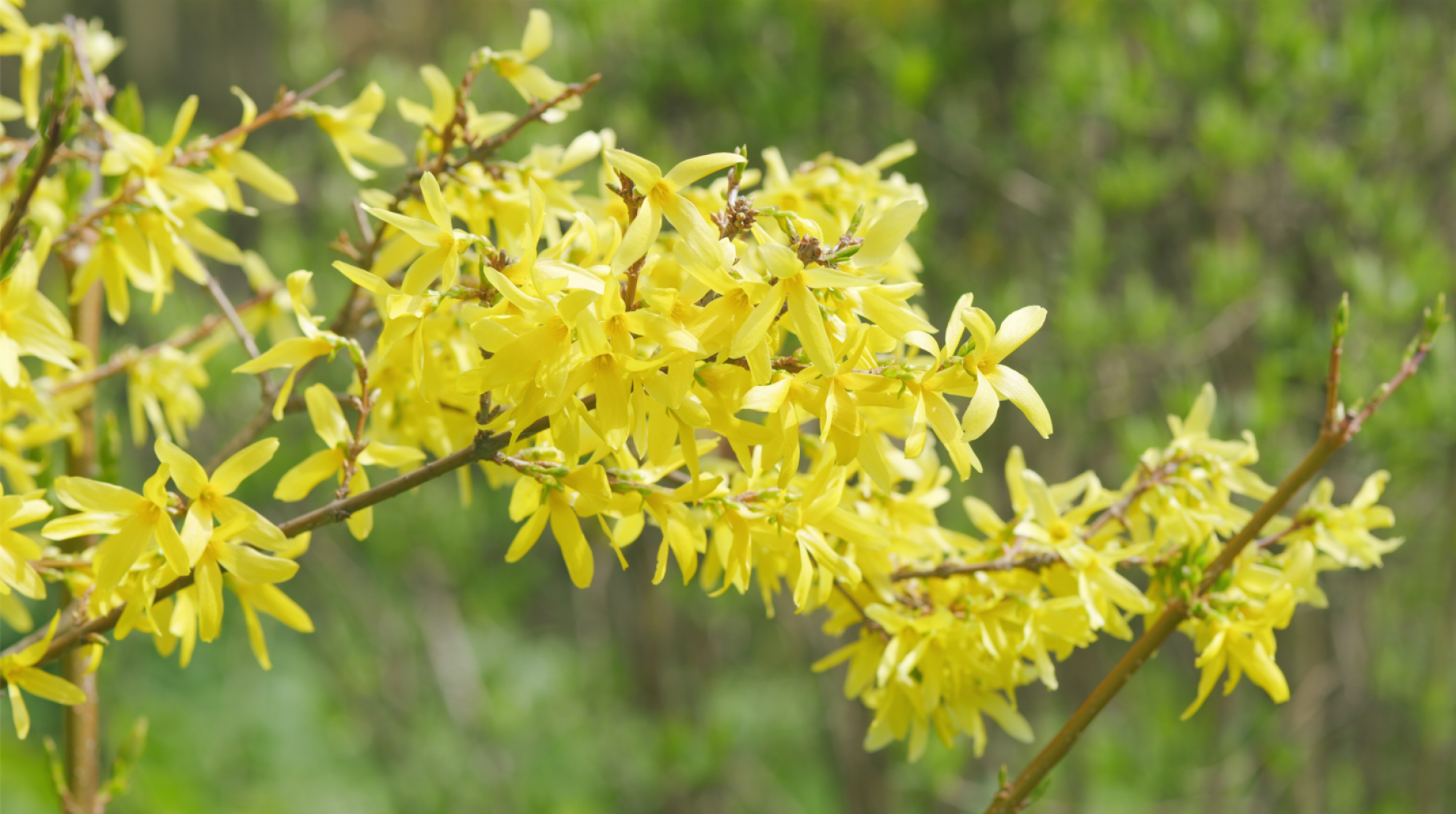 Culture de forsythias