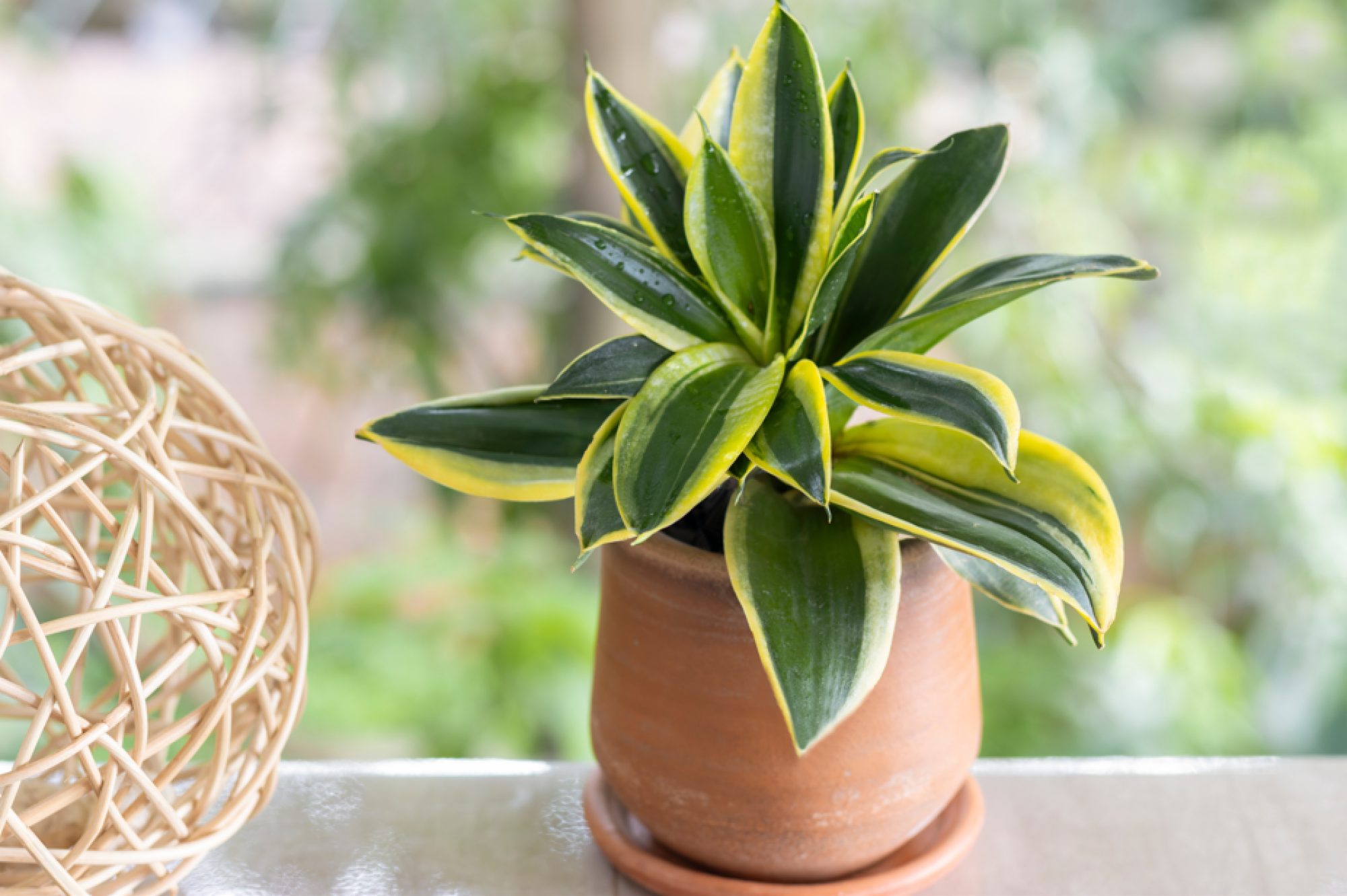 Décoration avec pots de fleurs
