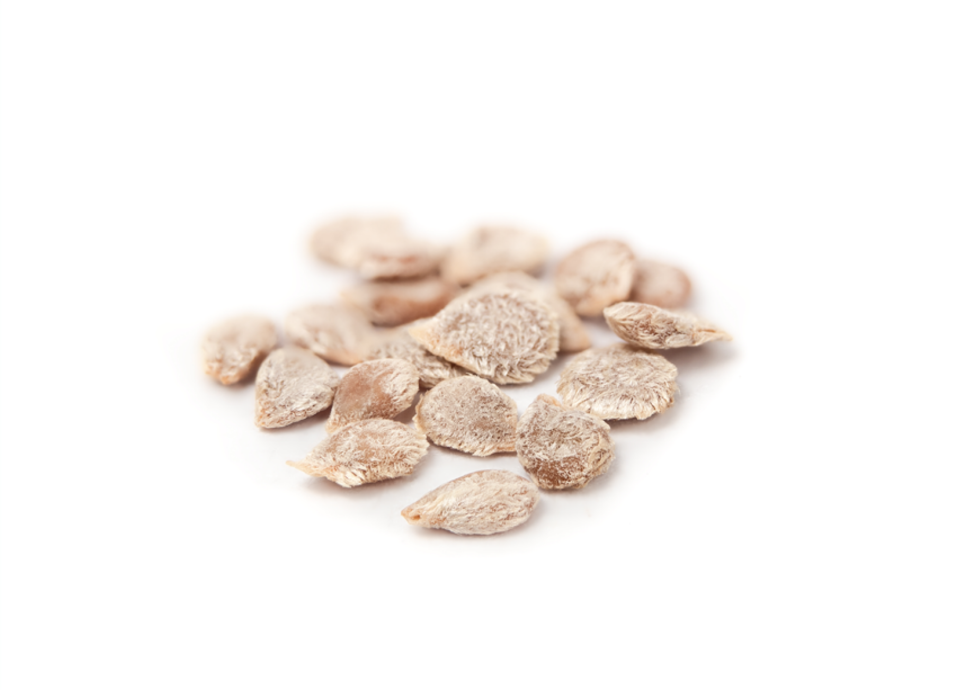 Fourniture de graines de tomates