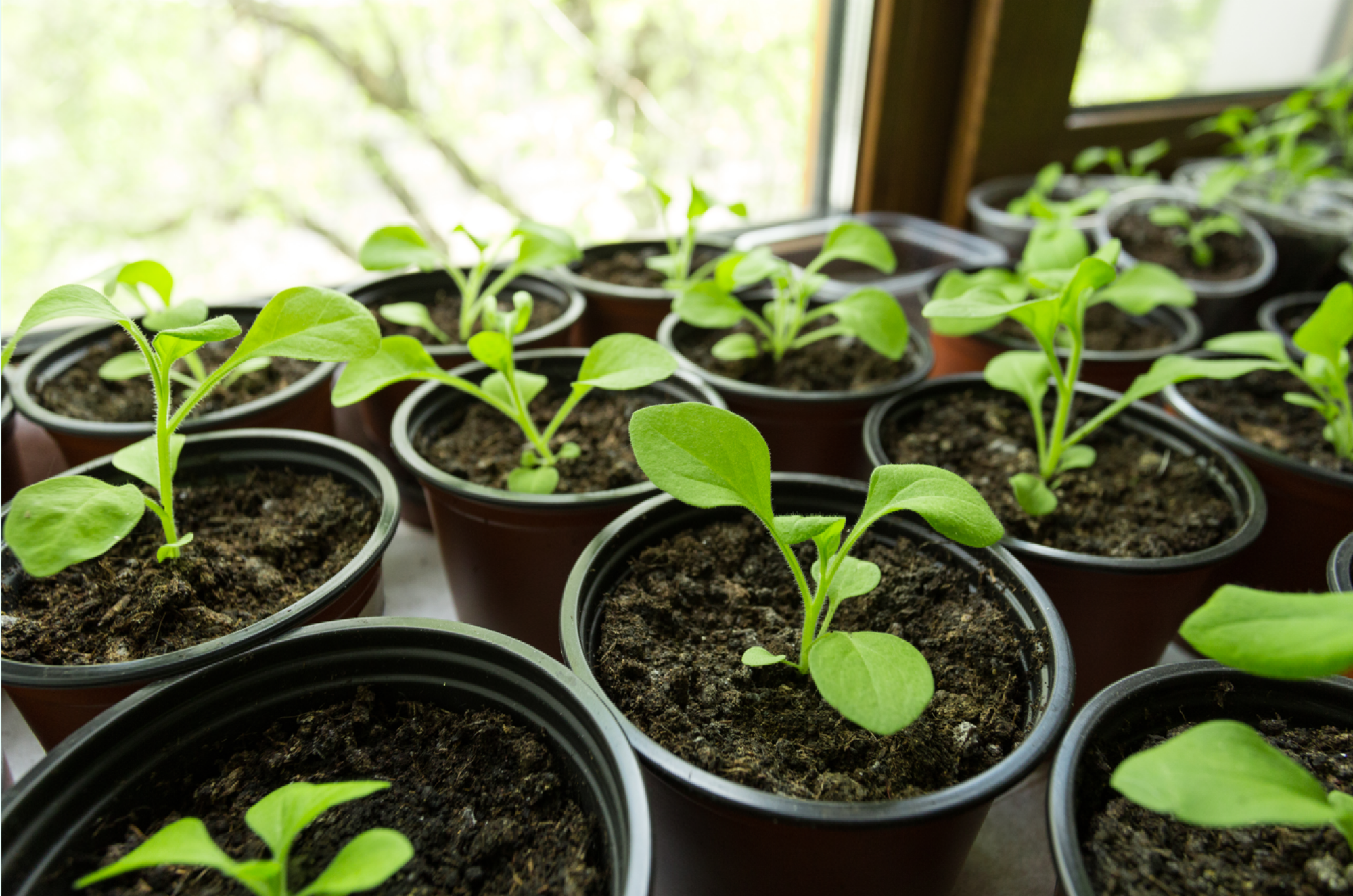 Graines de pétunias