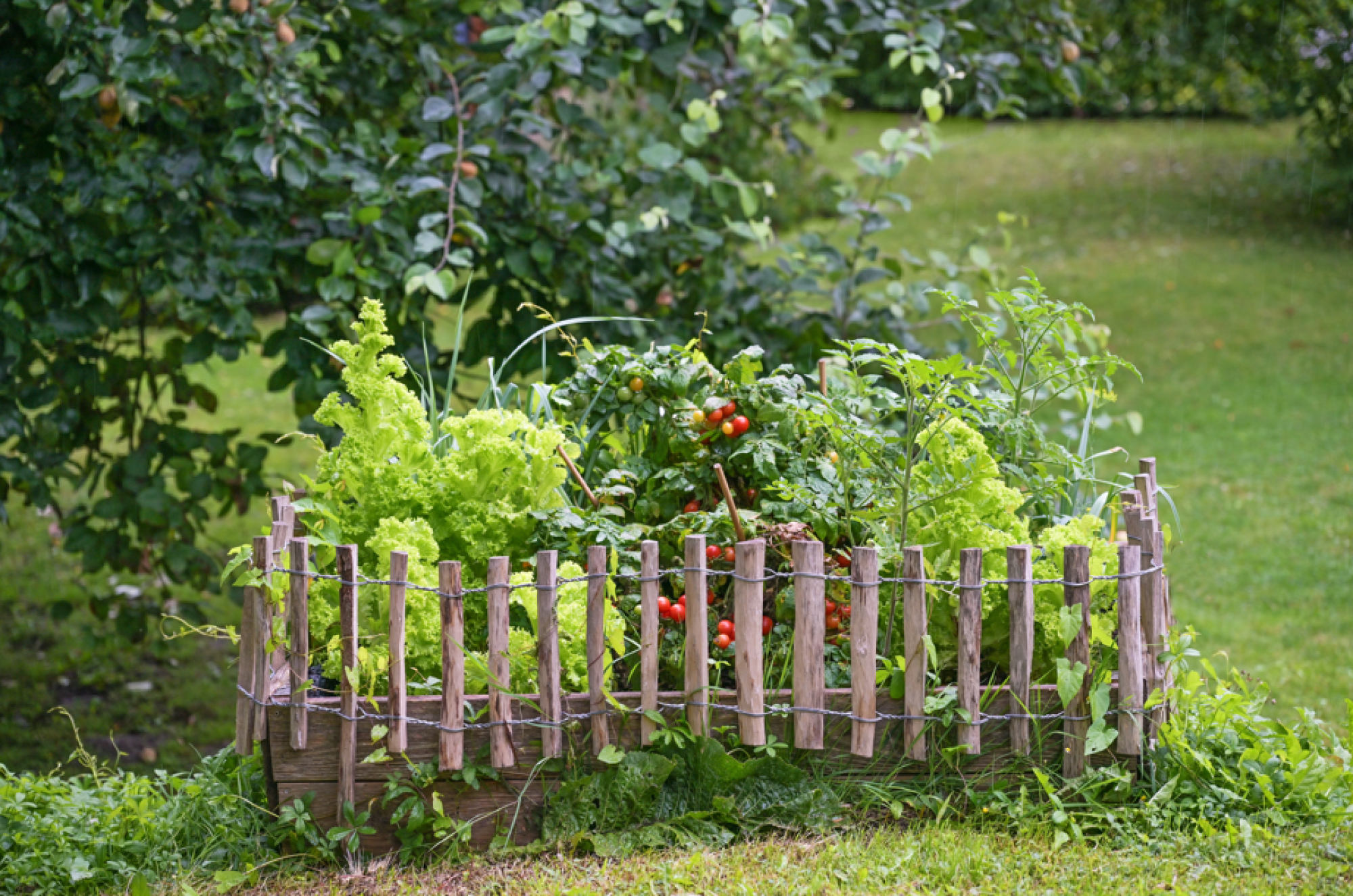 Installation de clôture pour potager