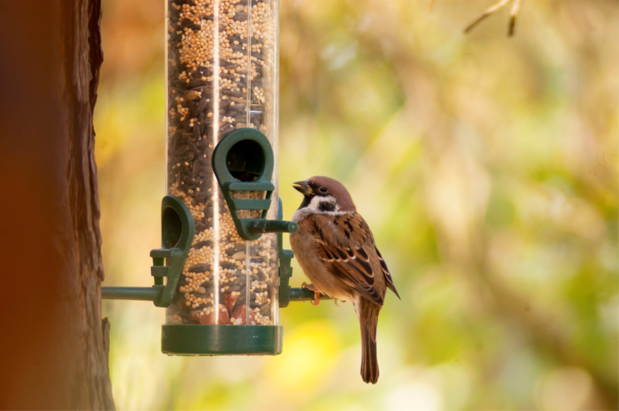 Installation de mangeoire à oiseaux