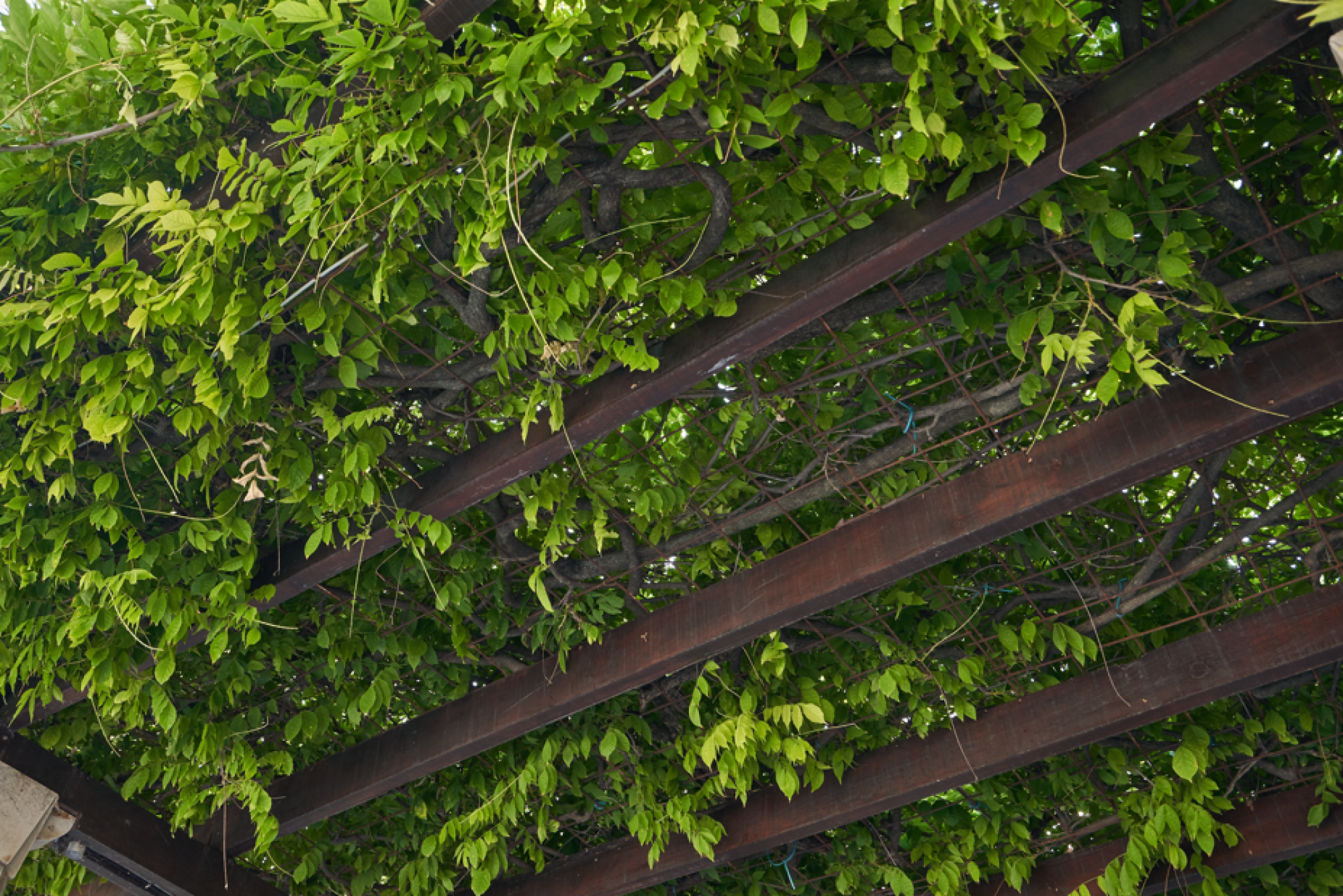 Installation de pergola avec plante grimpante