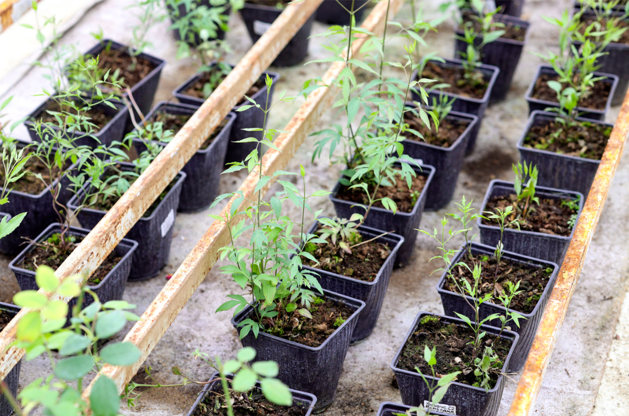 Plants de clématites