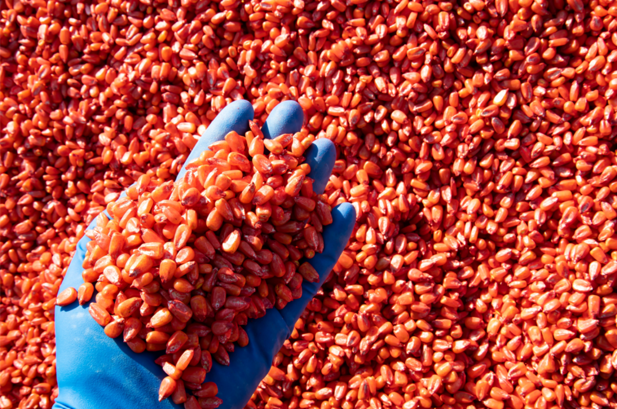 Production de graines traitées