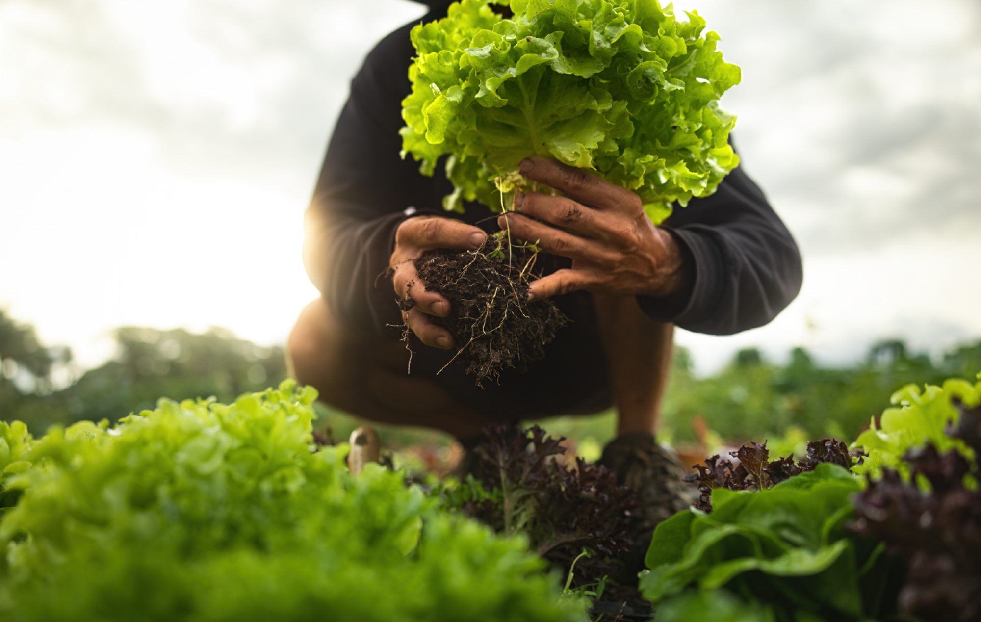 Service de plants de salades