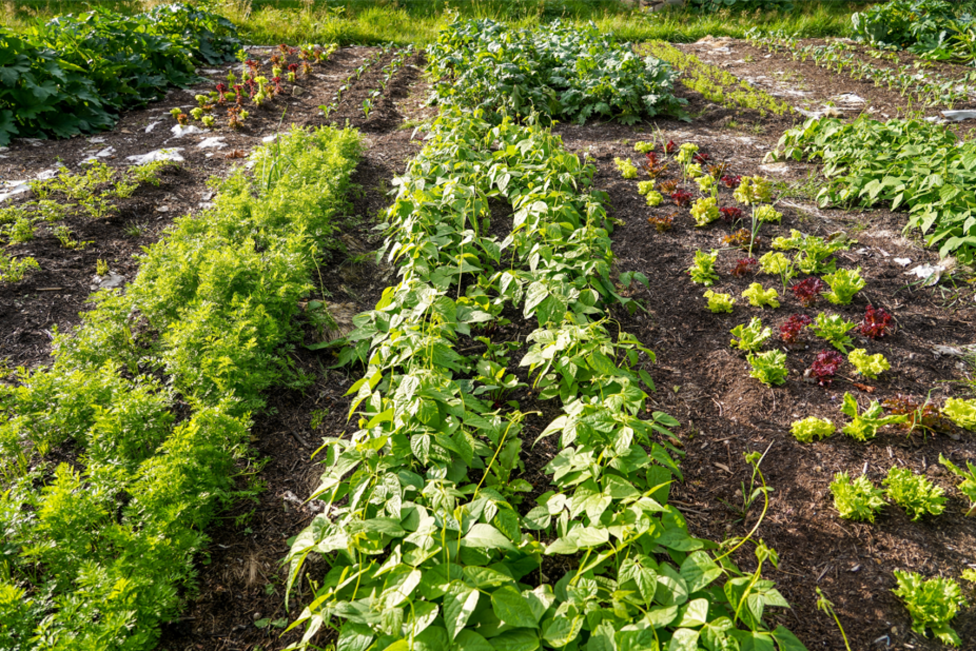 Services de permaculture