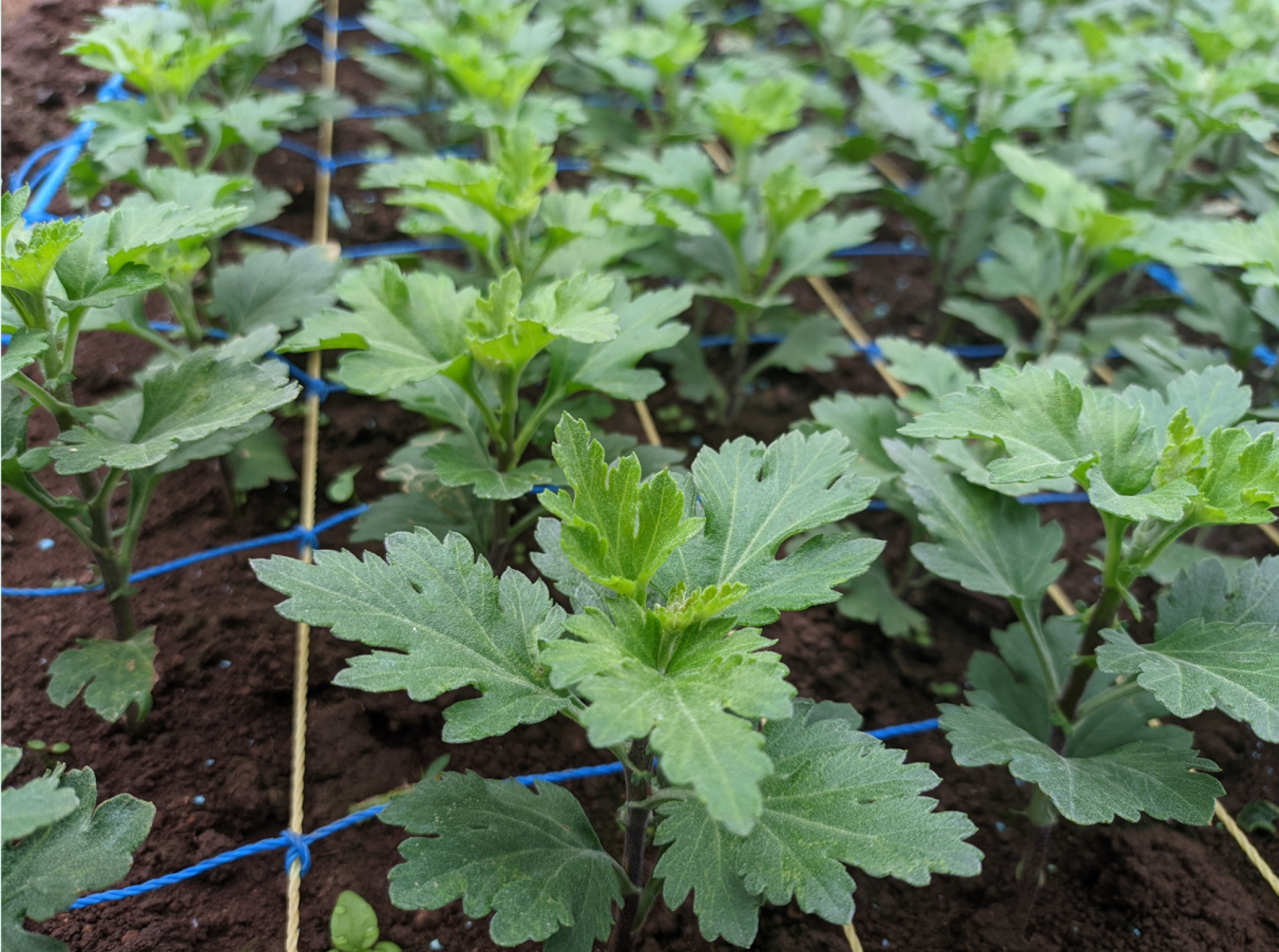 Vente de graines de chrysanthèmes