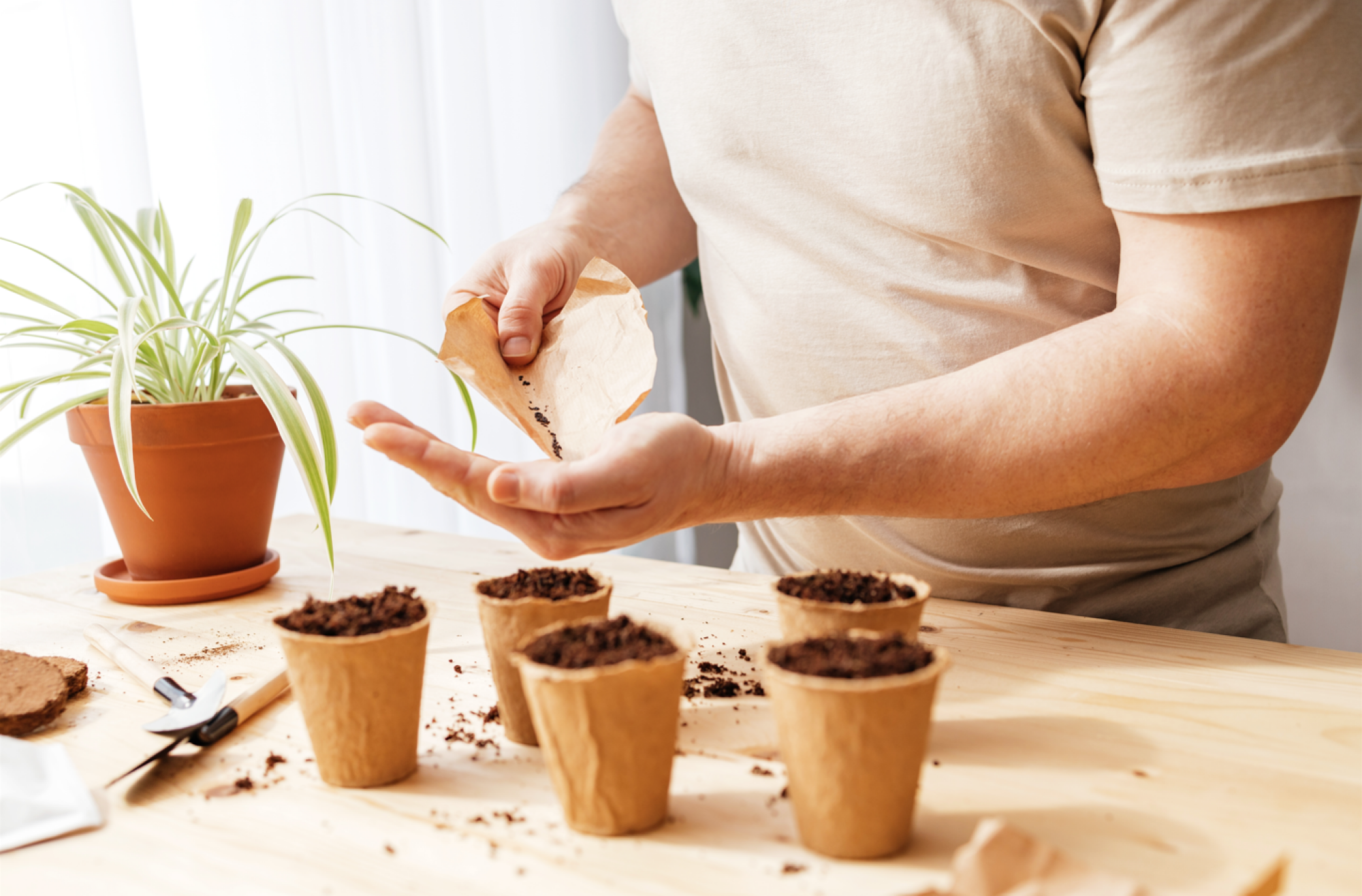 Vente de graines de lavande