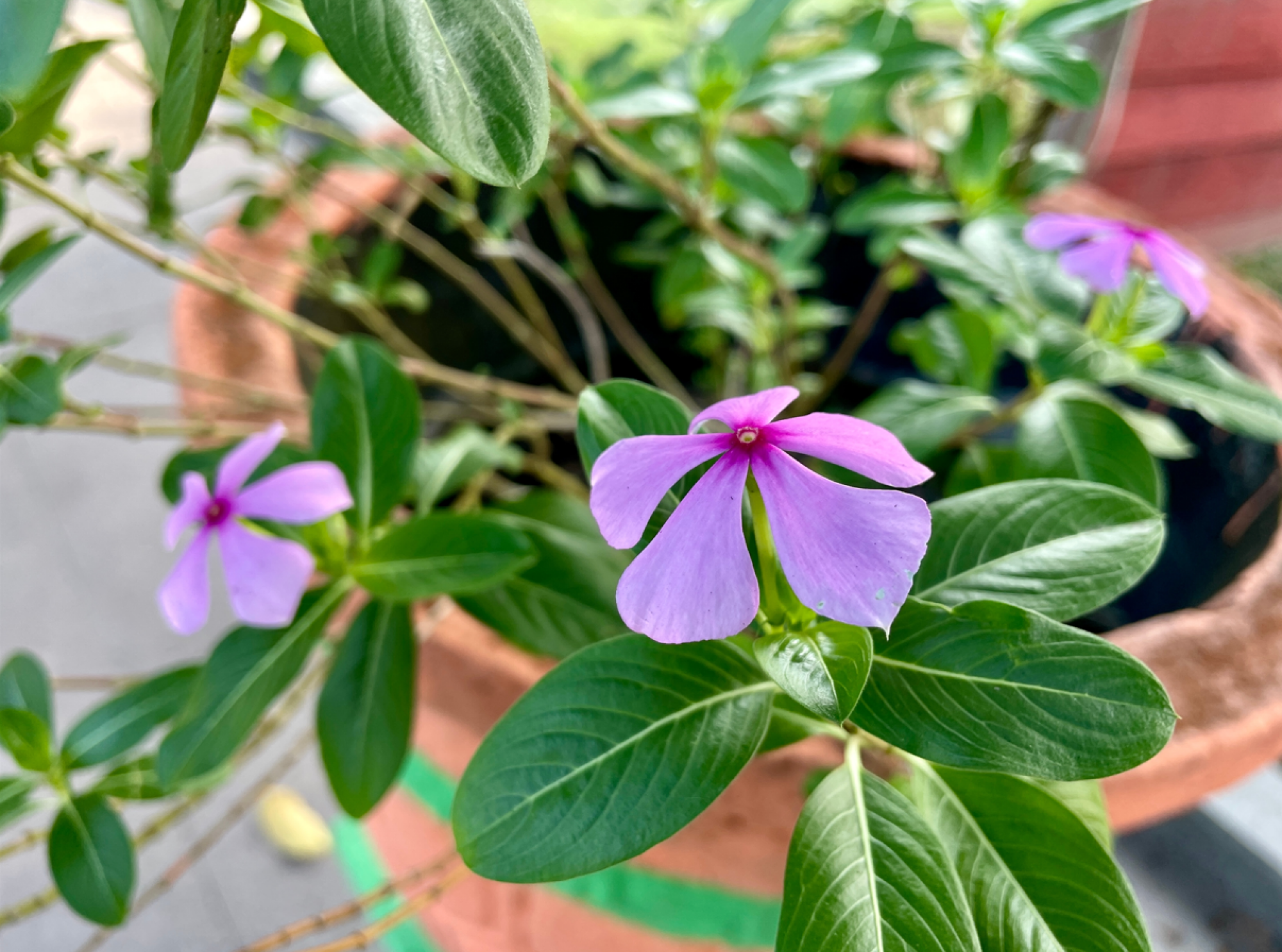 Vente de graines de pervenches.