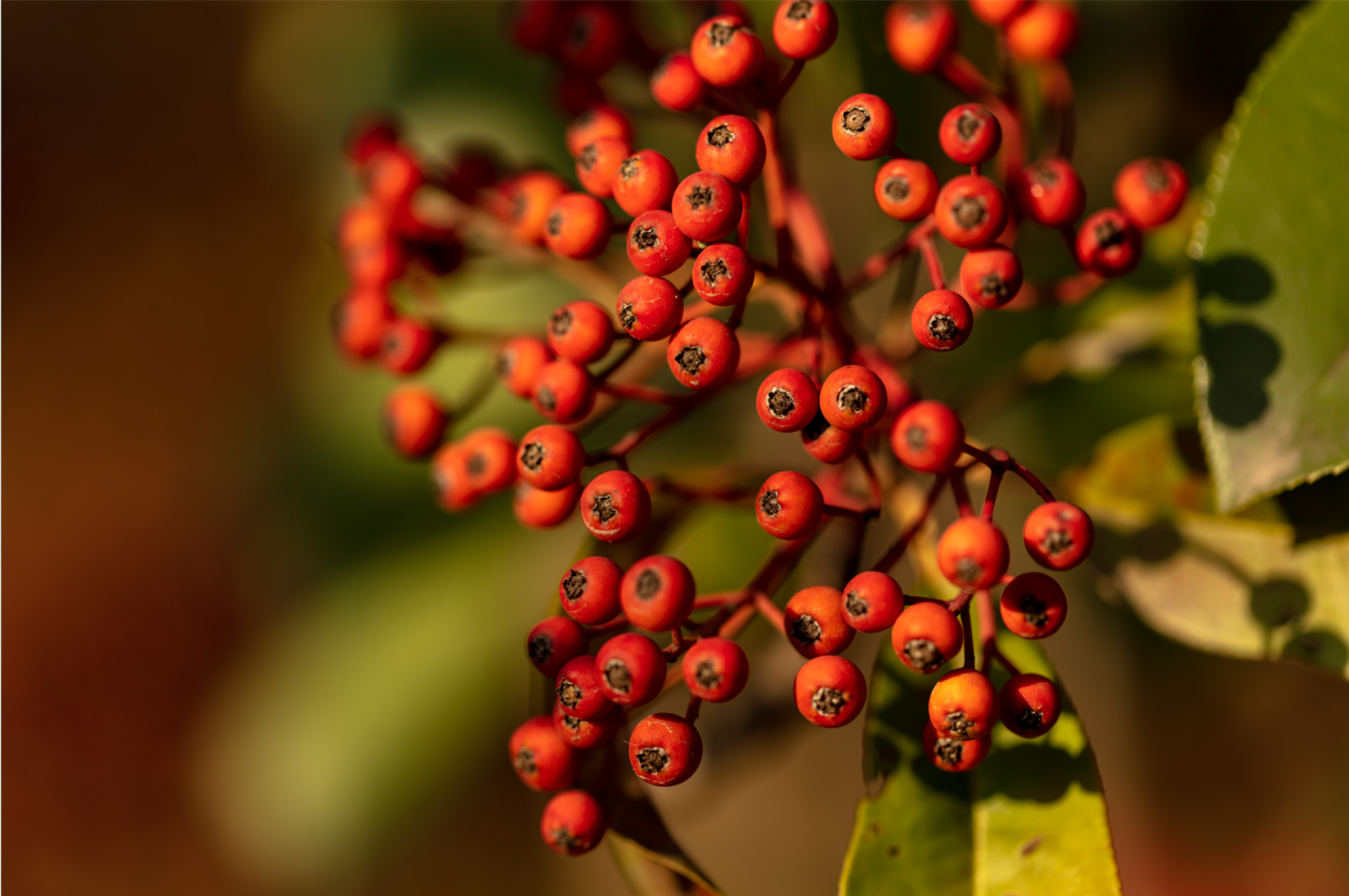 Vente de graines de photinias