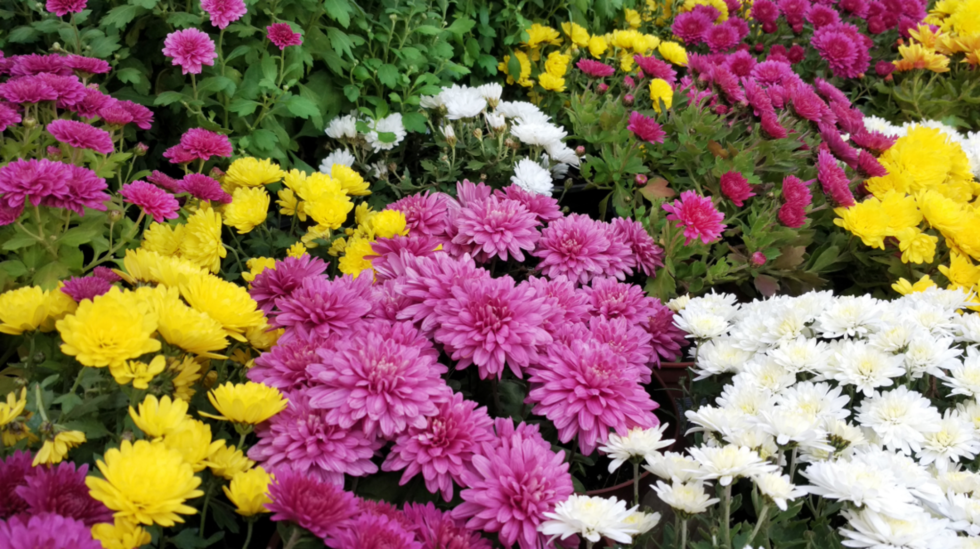 Vente de plantes vivaces