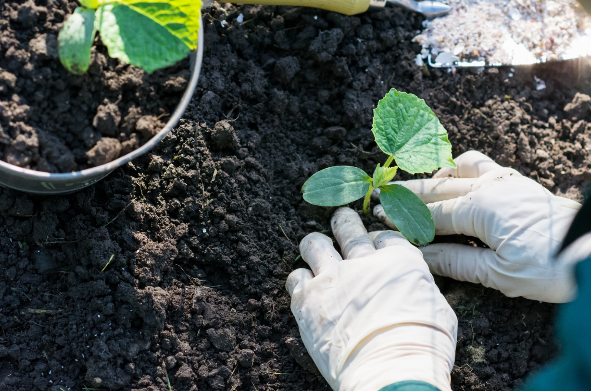 Vente de plants de concombres