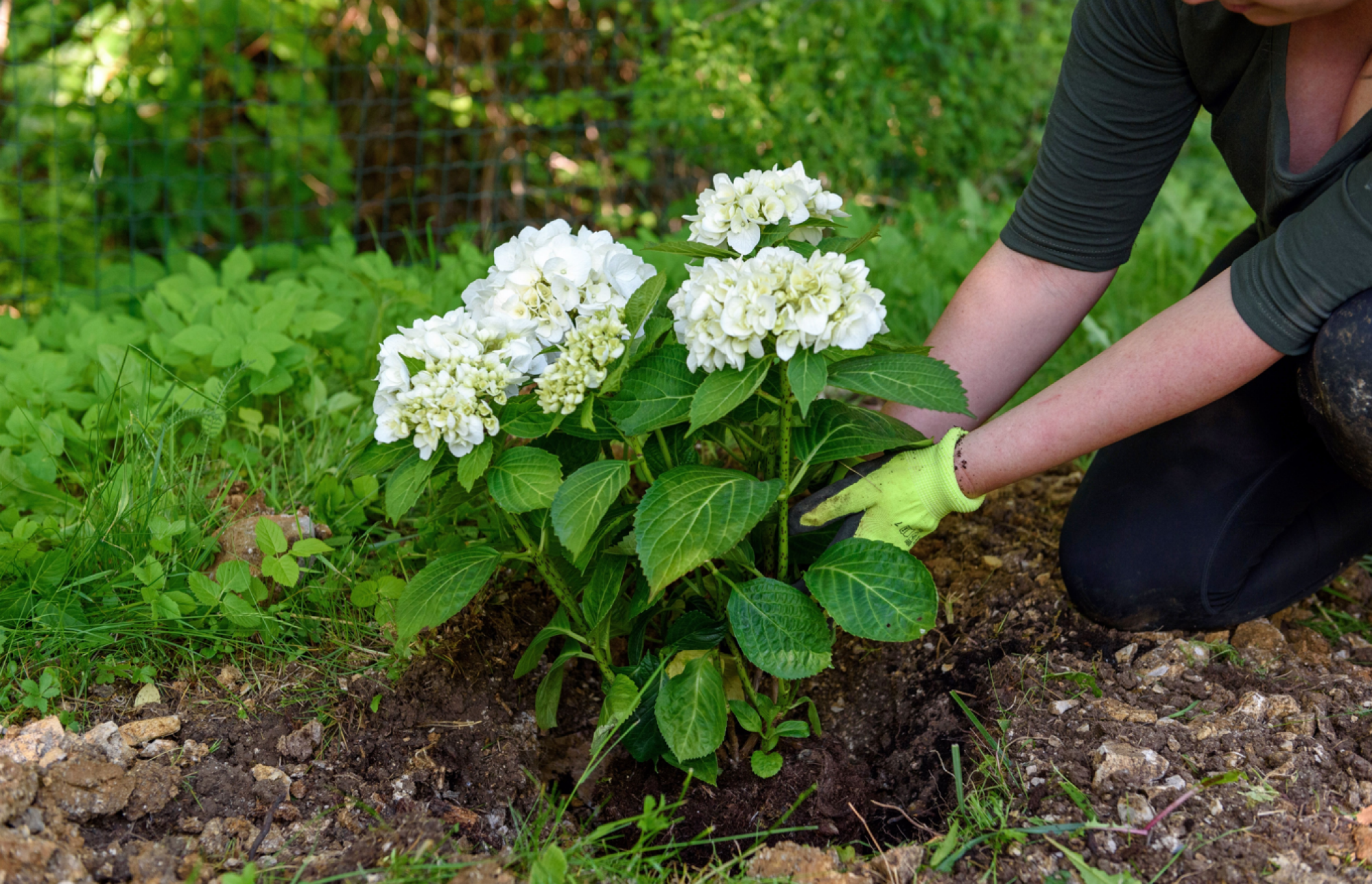 Vente de plants d'hortensias