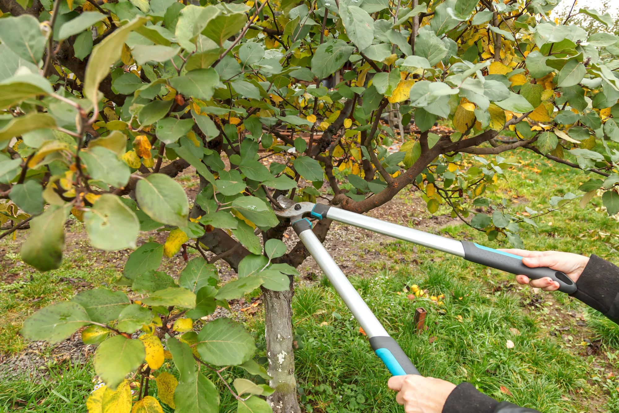 Taille des arbres fruitiers