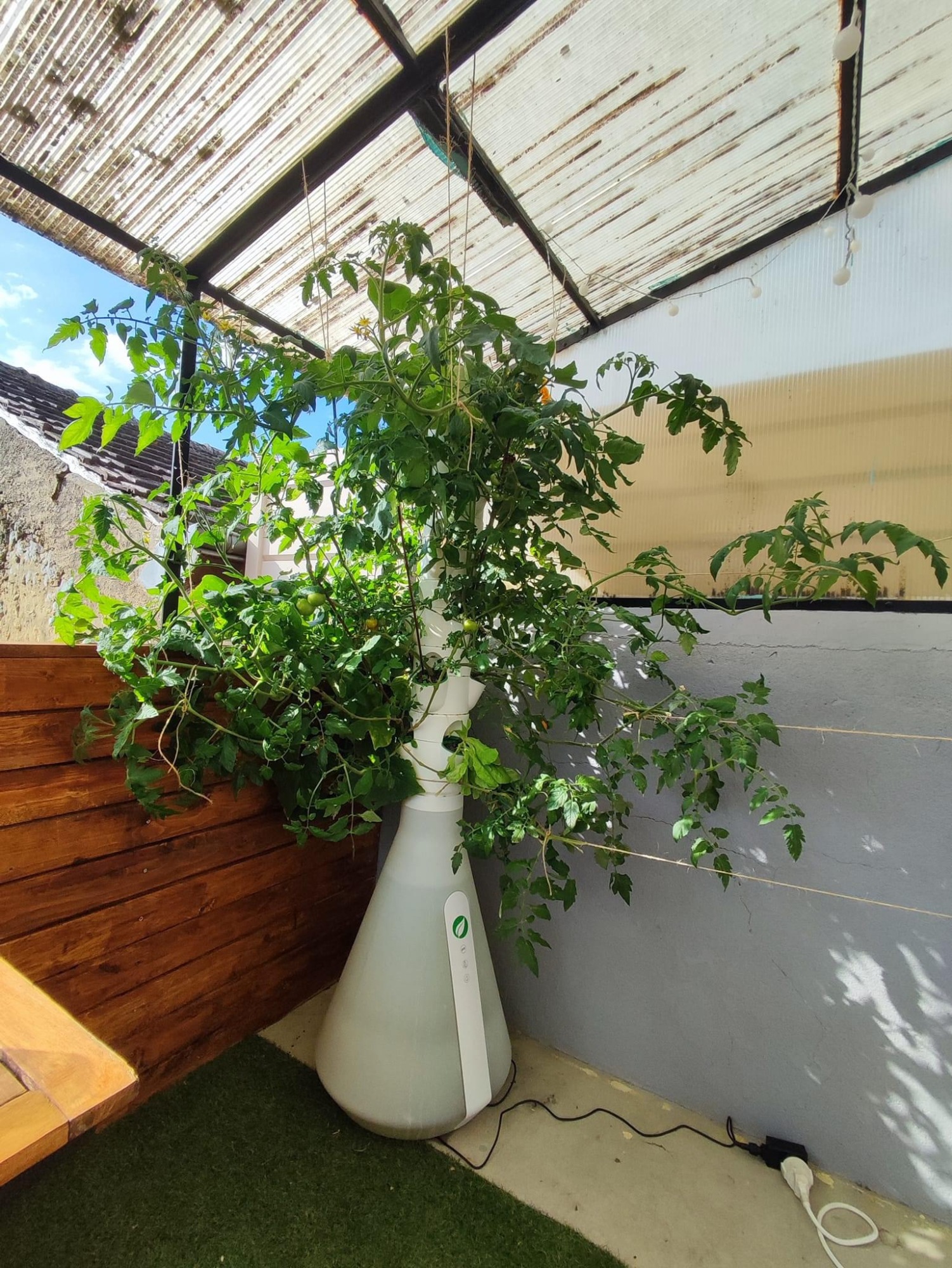 HomePotager Tradi – Culture Hydroponique, 12 Plants,  Extérieur