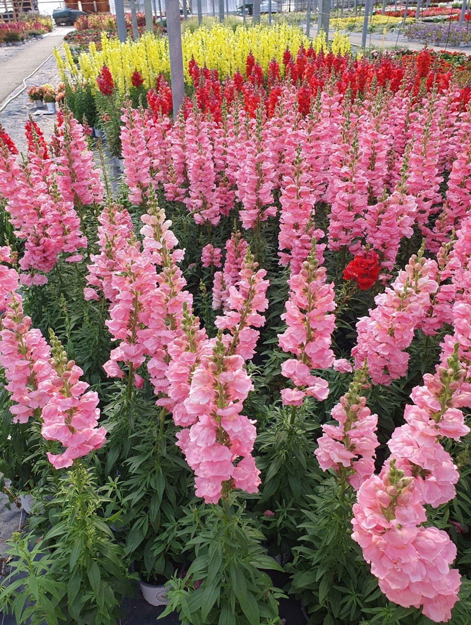 Muflier géant des jardins