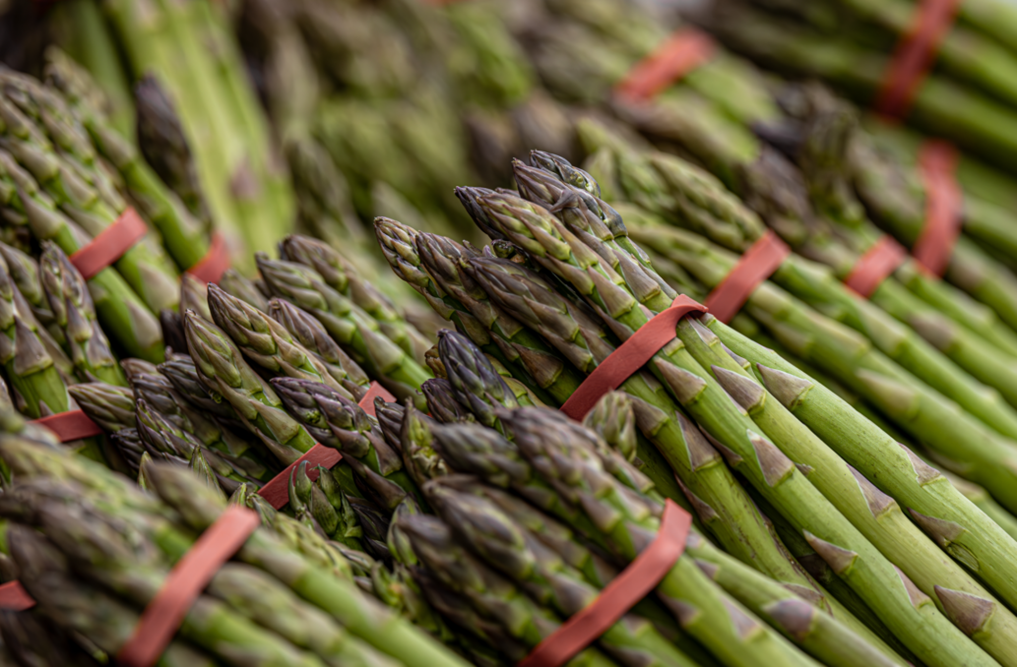 Asperges à Hoerdt le dimanche 27 avril 2025